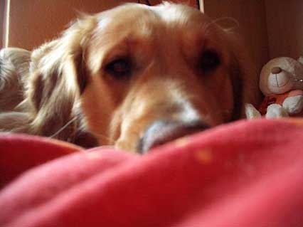 Hund Pauli