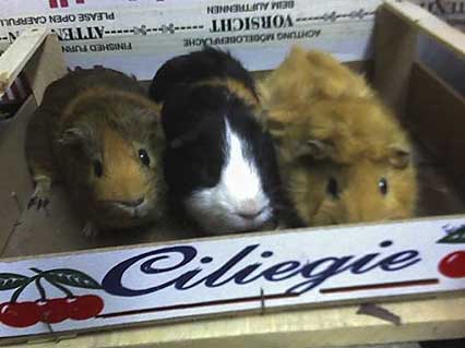 Meerschweinchen Punkie, Putzel & Choco