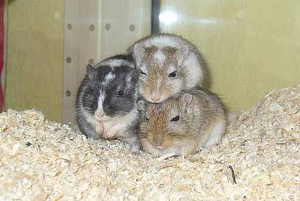 Rennmäuse Gwin, Paul und Cosimo