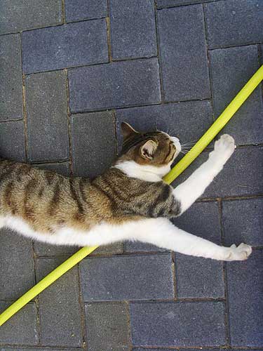 Kater Samuel Jason