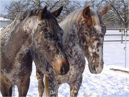 Pferde Sorry und Sue