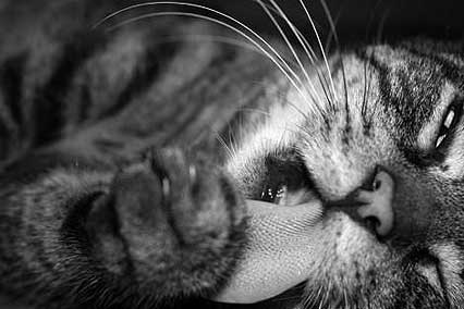 Kater Tom putzt sich