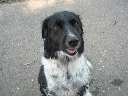 Hundedame Trolli