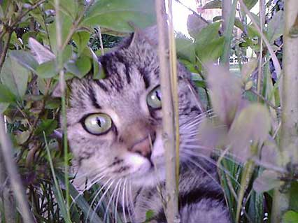Katze Vicky im Garten