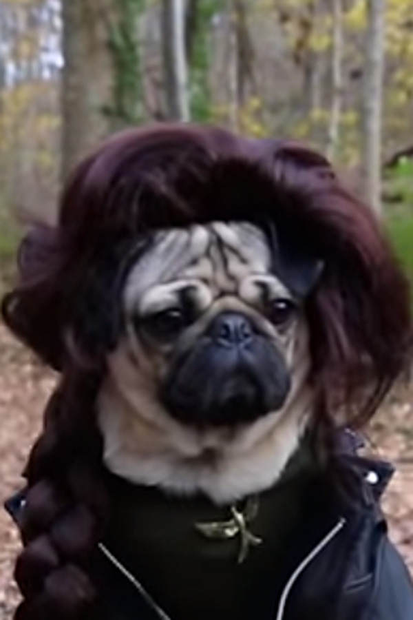 Doug, der Mops