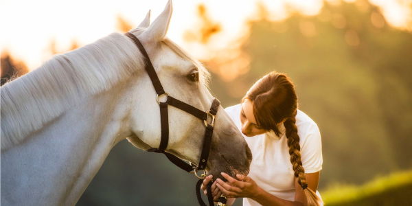 Die schönsten Pferde: Tolle Fotos von Pferden