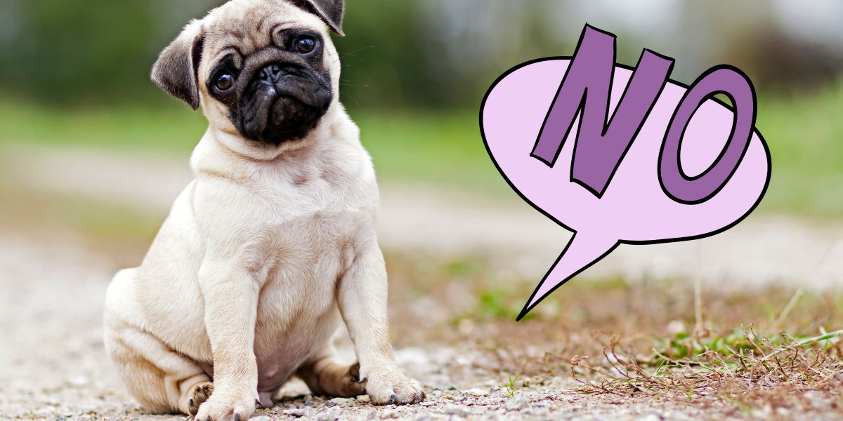 Hunde: Die 12 Dinge solltest du niemals machen