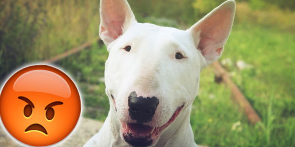 Dieser Hund wurde tätowiert!