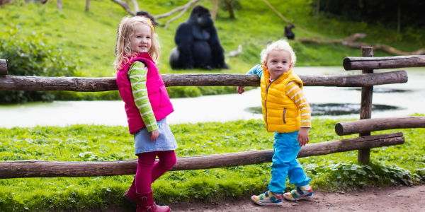 Heftige Kritik nach der Tötung von Gorilla Harambe