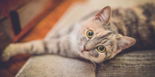 Katzenvideos machen glücklich