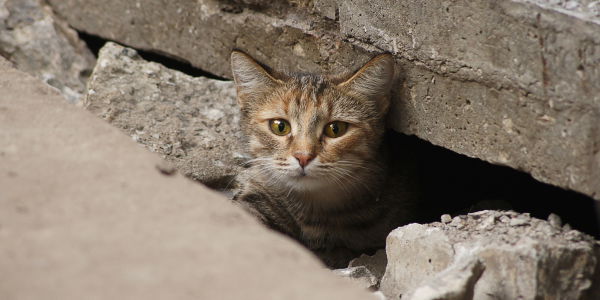 Wegen Katzenplage – in Australien müssen bald 2 Millionen Katzen sterben