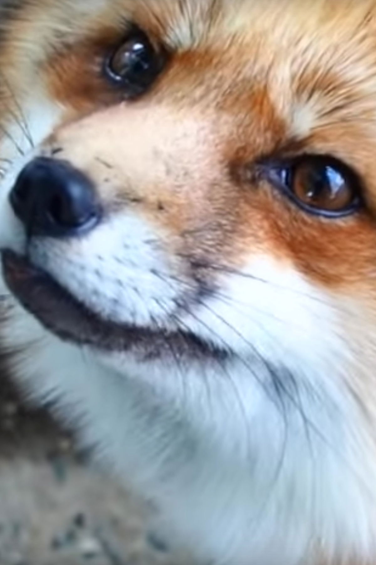 Das Fuchs-Dorf in Japan