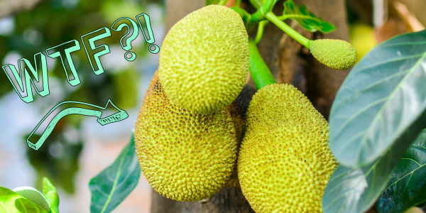 Jackfrucht: Der perfekte Fleischersatz