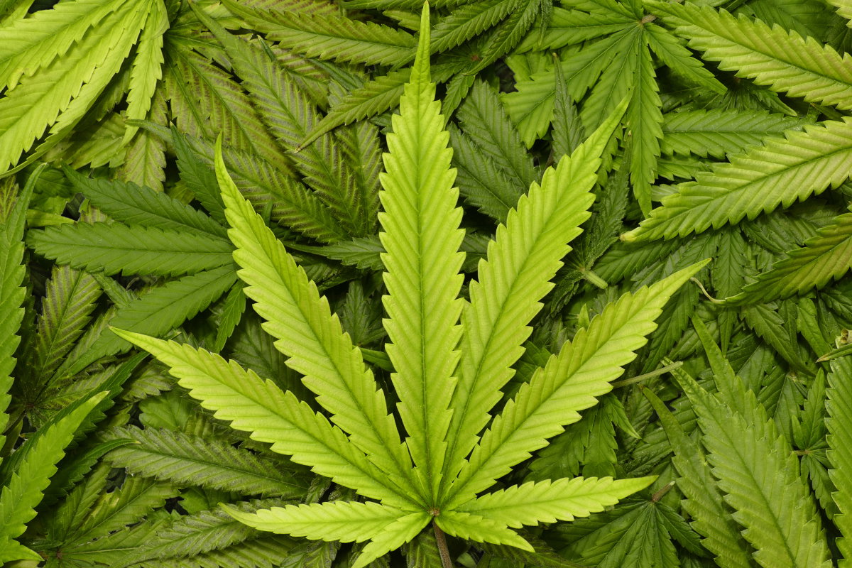 Cannabis-Pflanze inline