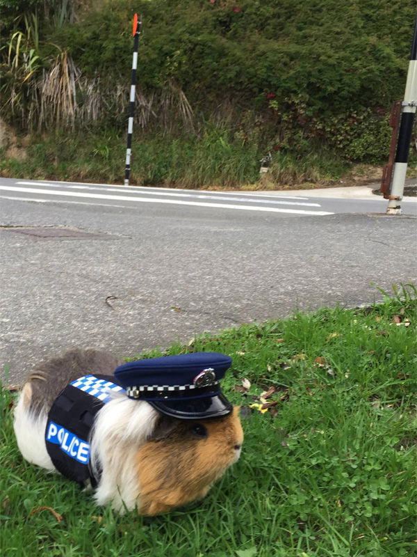 Dieses Meerschweinchen hilft der Polizei