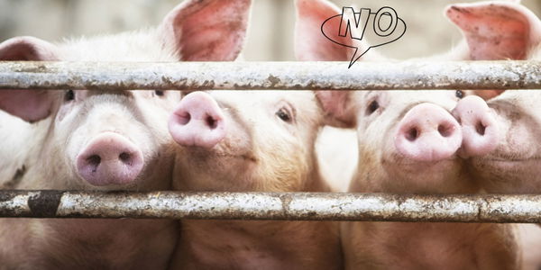 Wegen Billigfleisch: Shitstorm gegen Aldi