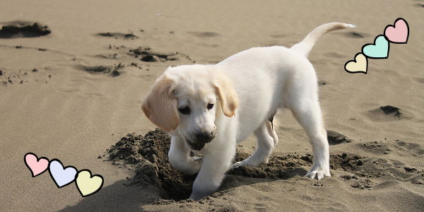 Auf dieser karibischen Insel kann man Welpen adoptieren