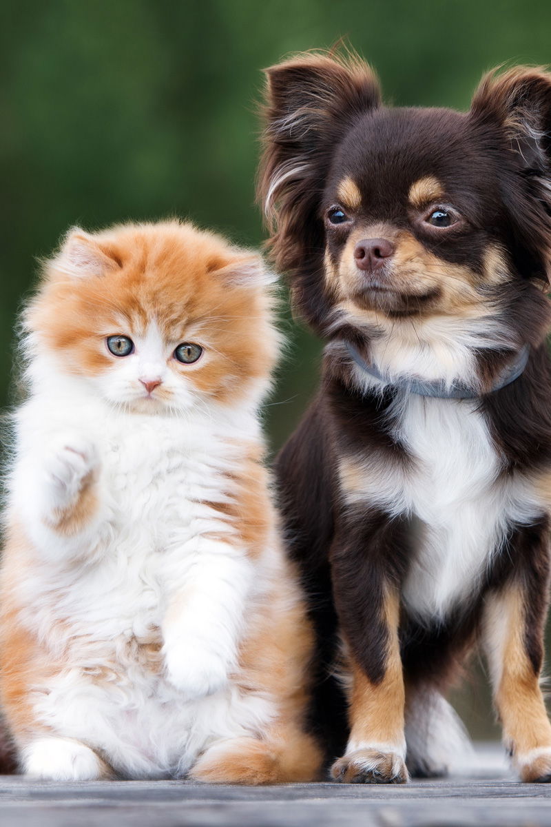 Hunde und Katzen
