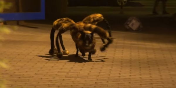 Spider Dog: Hund als Spinne verkleidet