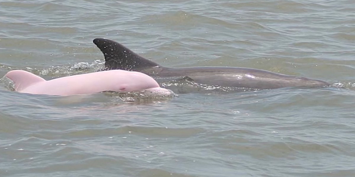 pinker-delfin-inline