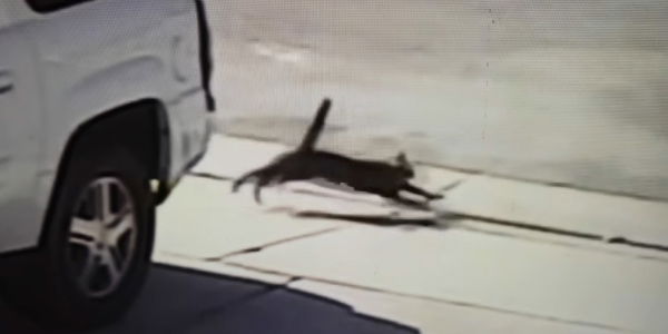 Katze greift Hund an und rettet so einen Jungen