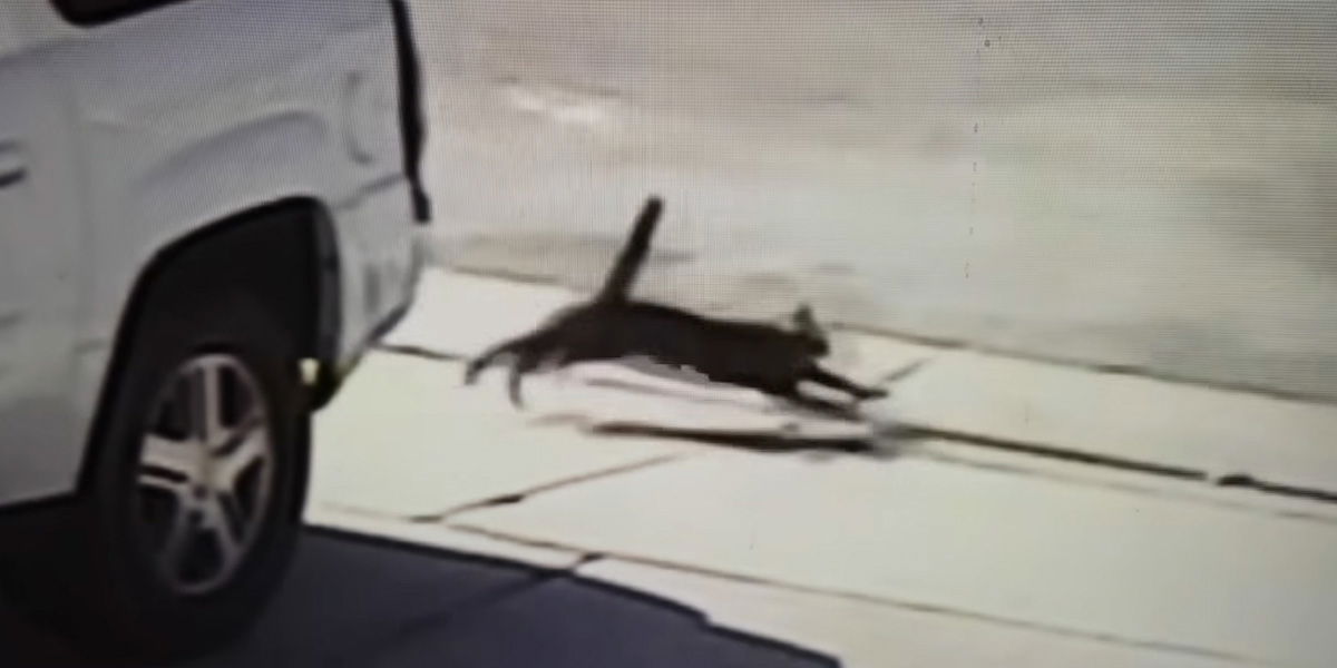 Katze greift Hund an und rettet so einen Jungen