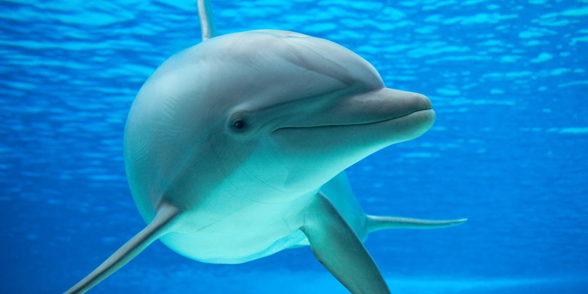 Pinker Delfin in Louisiana entdeckt
