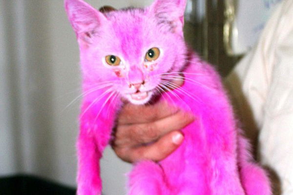 Diese Katze wurde mit giftiger Farbe Pink gefärbt