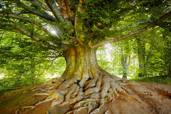 Witz: Keks unter Baum