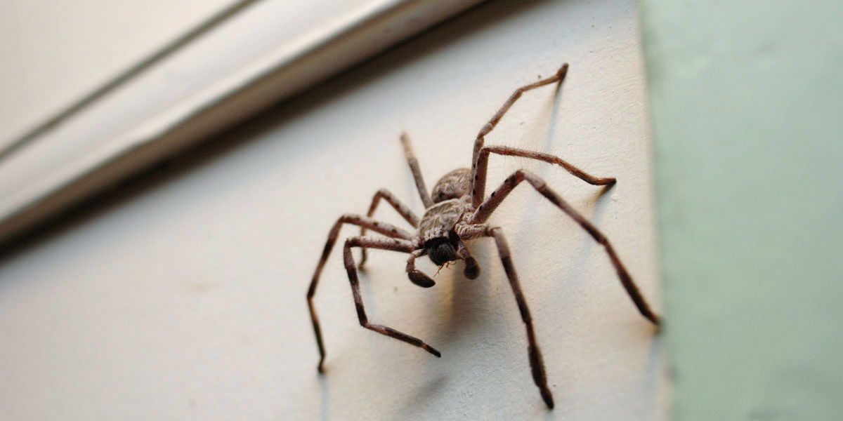 Das passiert, wenn du eine Spinne mit dem Staubsauger entfernst