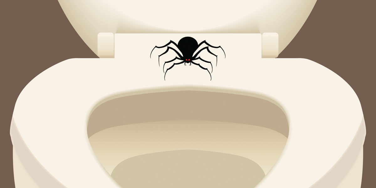 Das passiert, wenn du eine Spinne im Klo runterspülst