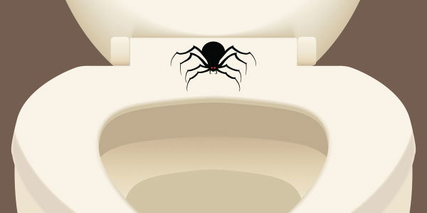 Das passiert, wenn du eine Spinne im Klo runterspülst