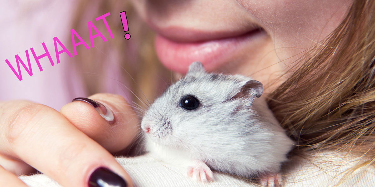 Studentin spült ihren Hamster Flughafen-Klo hinunter