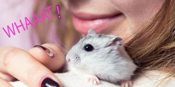 Studentin spült ihren Hamster Flughafen-Klo hinunter