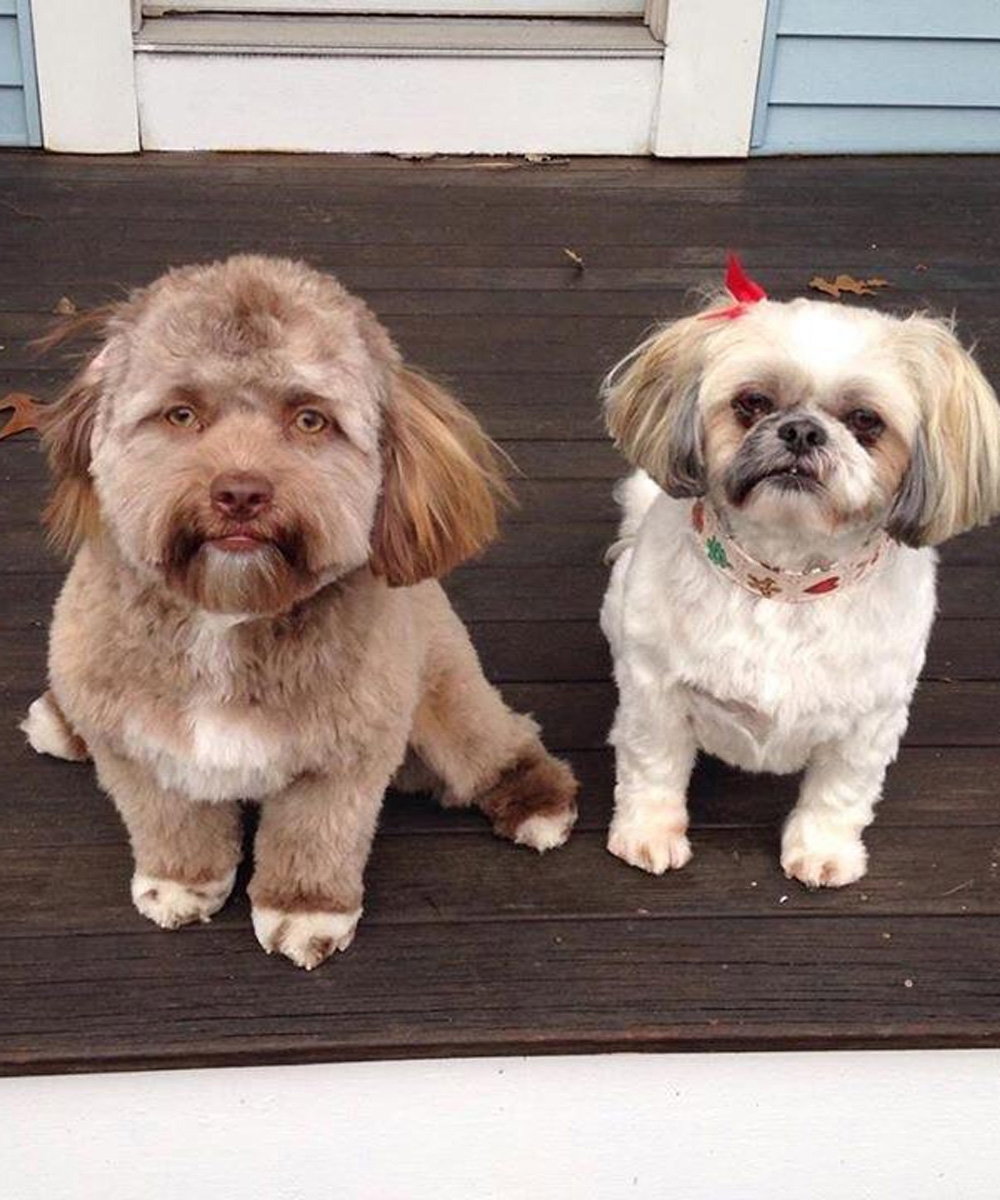 Dieser Hund sieht aus wie ein Mensch