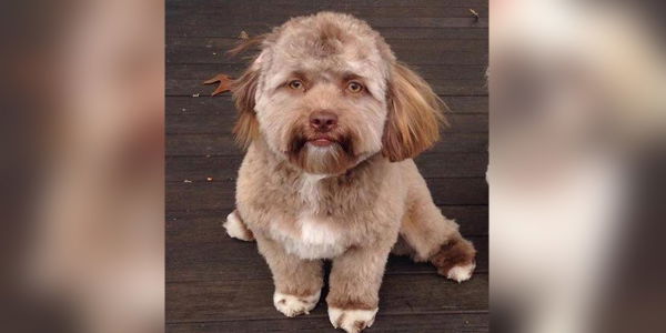 Tierische Internet-Stars