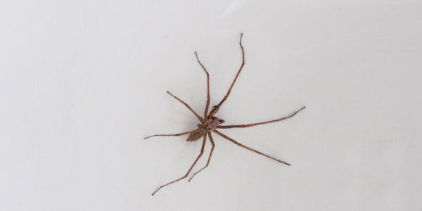 Hauswinkelspinne: Bissige Spinne kriecht jetzt in deutsche Wohnungen