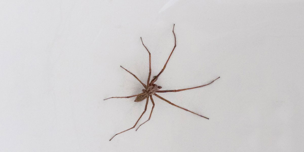Hauswinkelspinne: Bissige Spinne kriecht jetzt in deutsche Wohnungen