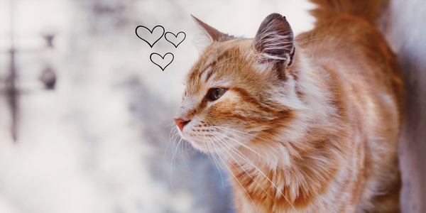 Ed Sheeran’s Katzen haben Instagram!