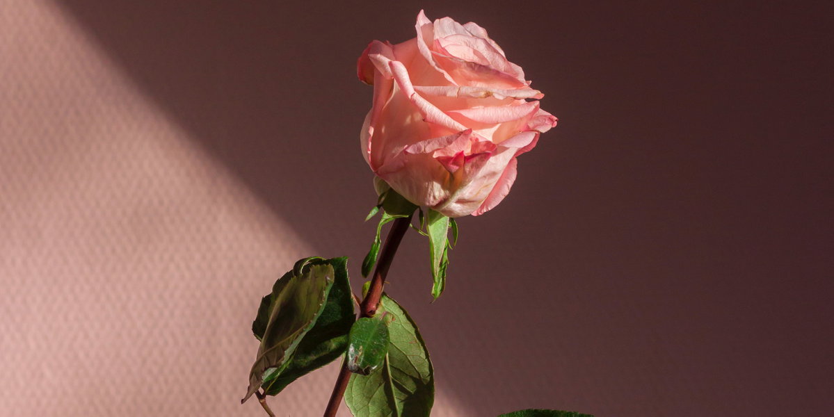 rosa rose