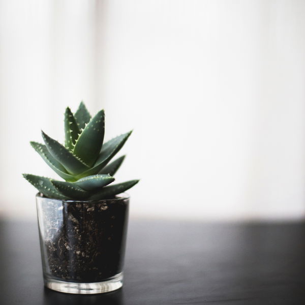 Aloe Vera gegen Pickel