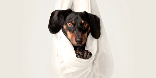 Diesen 7 Hunde Accounts folgen wir auf Instagram!