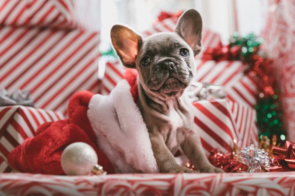 Zauberhafte Weihnachtstage - Unsere besten Tipps für 2023