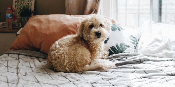 Stars und ihre Hunde: Welcher Promi hat ein Haustier?