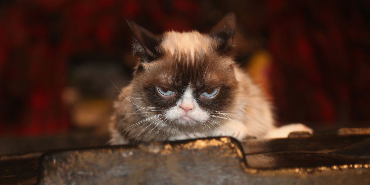 Nach dem Tod von Grumpy Cat: Fünf Katzen-Accounts, denen wir jetzt folgen
