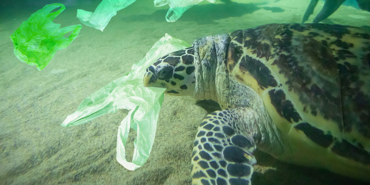 Plastikinseln: So verseuchen sie das Wasser – und uns!