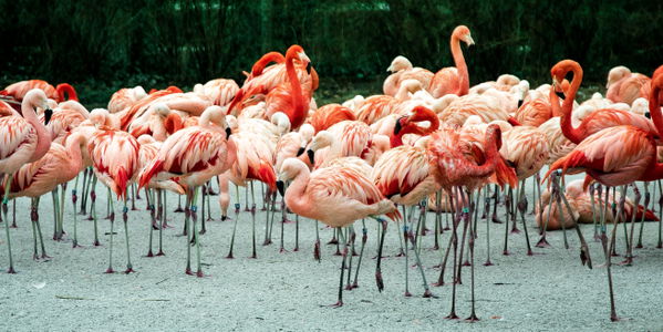 Warum sind Flamingos eigentlich pink?