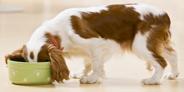 Hunde-Ratgeber: Diese Lebensmittel sind Tabu